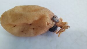 WAMS S116592 Cranchia scabra, (c) K. Bolstad