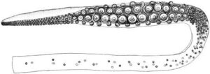 Oral view of distal region of the tentacle of Architeuthis