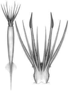 Figure. Female Batoteuthis skolops found in Antarctic waters, 350 mm ML (Tip to tail), Clyde F. E. Roper. 
