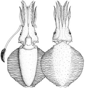 Mature male of Chtenopteryx canariensis, 63 mm ML in size, Salcedo Vargas and Guerrero-Kommritz, 2000