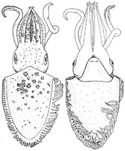 Figure. Chtenopteryx sepioloides, P. Rancurel. 