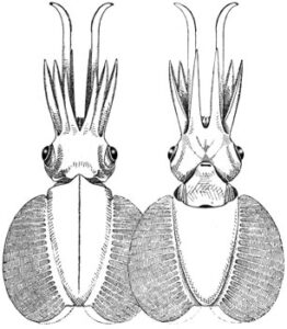 Figure. Dorsal and ventral view of Chtenopteryx sicula off Naples, modified from Naef, A. 1921-23b. Cephalopoda. Fauna e Flora de Golfo di Napoli. Monograph, no. 35, 863 pp.