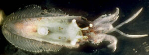 Ventral view of Chtenopteryx sp. off Hawai'i, Richard E. Young, 1996 