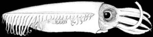Lateral view of Chtenopteryx sp. from eastern Tropical Pacific, Okutani, T. 1974. 