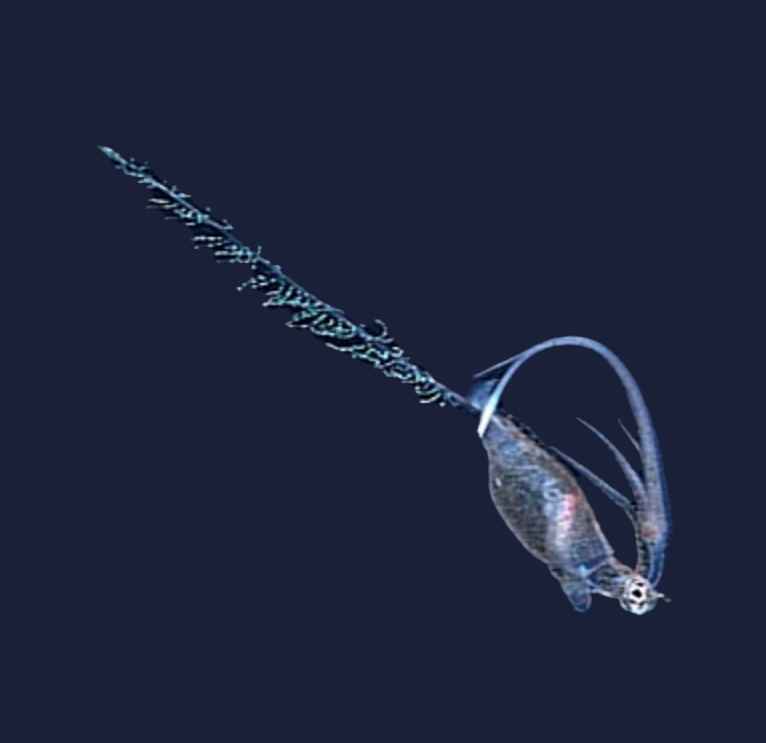 Planctoteuthis