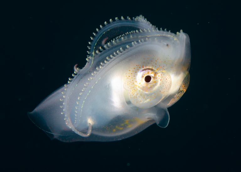 Octopoteuthis