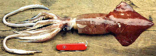 Filippovia knipovitchi