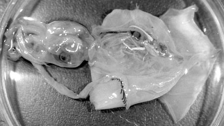 Onychoteuthis banksii