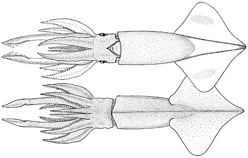 Onychoteuthis compacta