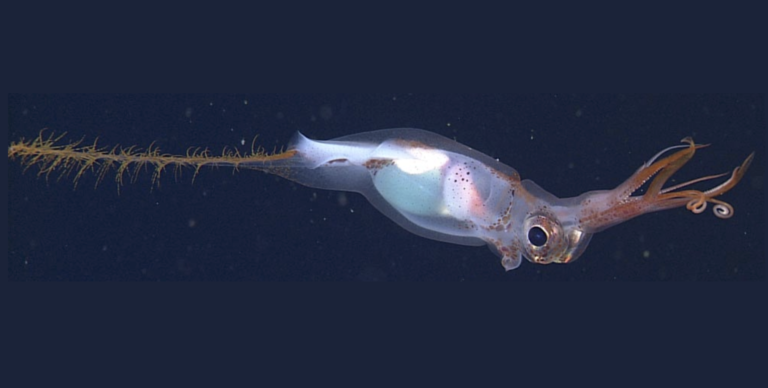 Planctoteuthis danae, Gulf of California at 24.18°N,109.63°W, in situ photograph taken at a depth of 1206 m. Male, just mature, 92 mm ML © 2013 MBARI.