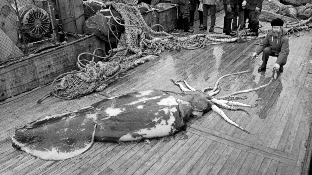 Black-and-white photo of a colossal squid on a ship deck, with a crouching human for scale. (c) A. Remeslo