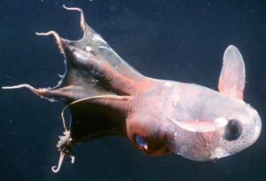 Figure. Vampyroteuthis Infernalis from San Clemente Basin off Southern California, 25 cm total length, Brad Seibel, 1999.