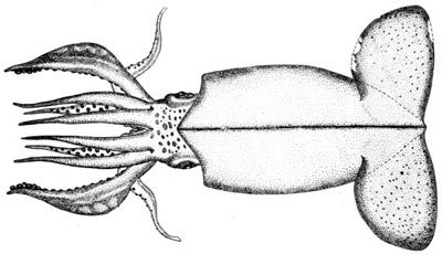 Walvisteuthis virilis