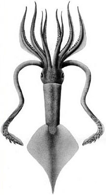 Ancistroteuthis lichtensteinii