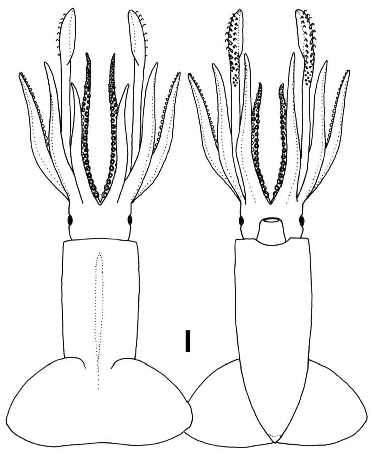 Walvisteuthis rancureli