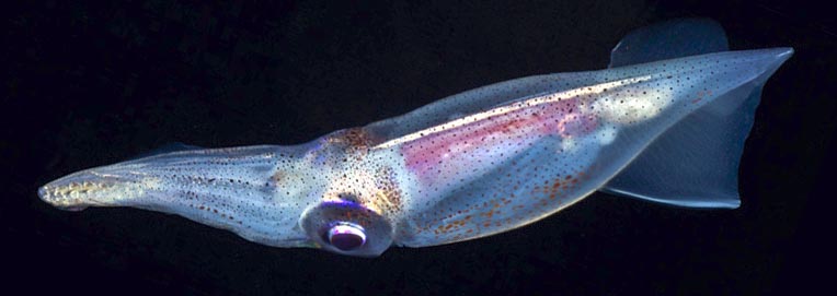 Onykia aequatorialis