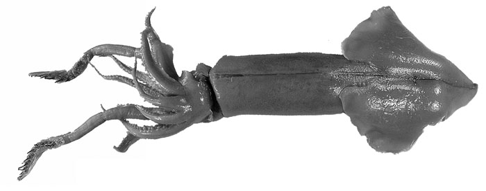Onychoteuthis bergii
