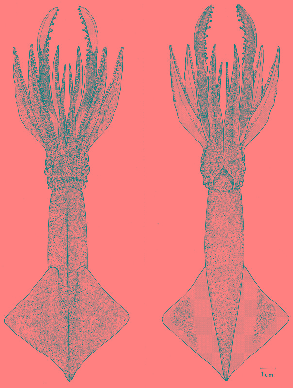 Onychoteuthis prolata