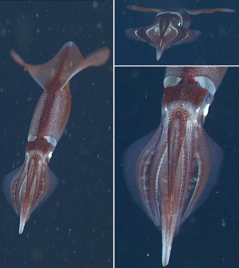 Onychoteuthis borealijaponica