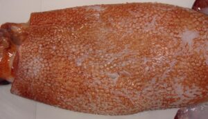 Mature female Onykia robsoni from New Zealand, ML 885 mm, 11 kg, TAN1001_100. (c) D. Stevens