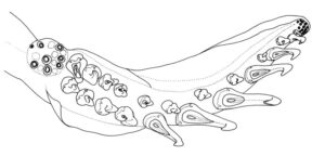 Specimen Condition	Dead Specimen
Body Part	Tentacle club (left)
View	Oral
Copyright	© K.S.R. Bolstad 
Image Use	ToL use only
Attached to Group	Onychoteuthis aequimanus: view page image collection
Title	osaequimanusclub.jpg
Image Type	Drawing/Painting
Image Content	Specimen(s)
ID	46031