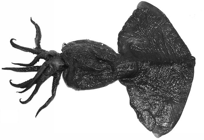 Onychoteuthis mollis