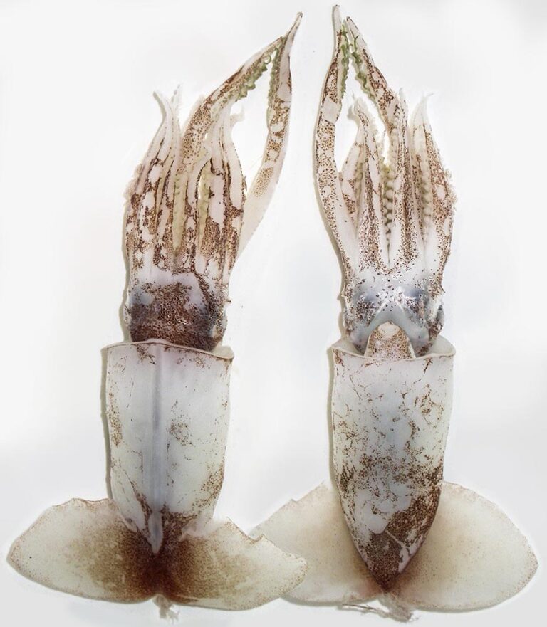 Walvisteuthis jeremiahi