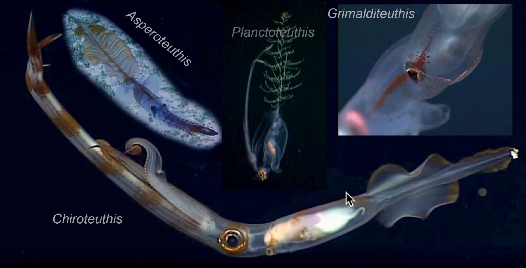 Chiroteuthidae